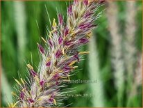 Pennisetum &#39;Fairy Tails&#39;