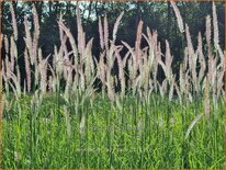 Pennisetum &#39;Fairy Tails&#39;