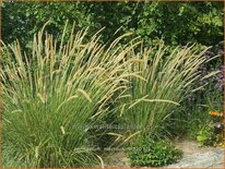 Pennisetum macrourum