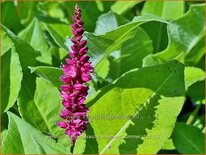 Persicaria amplexicaulis 'Amethyst Summer'