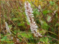 Persicaria amplexicaulis &#39;Fat White&#39;