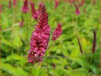 Persicaria amplexicaulis &#39;Heutinck&#39;