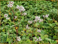 Persicaria campanulata 'Alba'