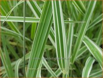 Phalaris arundinacea 'Dwarf Garters'