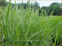 Phalaris arundinacea 'Dwarf Garters'