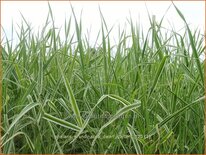 Phalaris arundinacea 'Dwarf Garters'