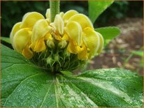 Phlomis russeliana