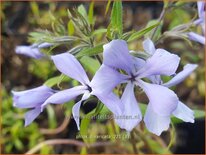 Phlox divaricata