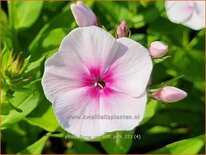 Phlox &#39;Flame Pro Soft Pink&#39;