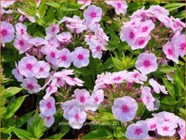 Phlox &#39;Flame Pro Soft Pink&#39;