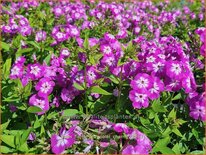 Phlox &#39;Flame Pro Violet Charm&#39;