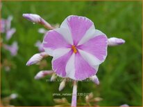 Phlox &#39;Natascha&#39;