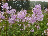 Phlox &#39;Natascha&#39;