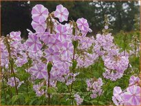 Phlox &#39;Natascha&#39;