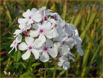 Phlox &#39;Nirvana&#39;