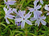 Phlox 'Oakington Blue Eyes'