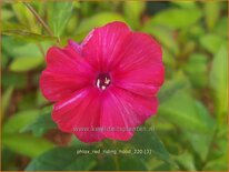 Phlox &#39;Red Riding Hood&#39;