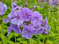 Phlox &#39;Sweet Summer Ocean&#39;