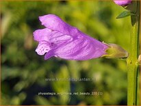 Physostegia virginiana 'Red Beauty'