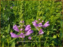 Physostegia virginiana 'Red Beauty'