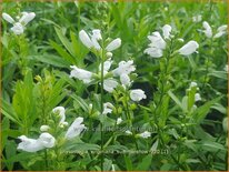 Physostegia virginiana &#39;Summer Snow&#39;