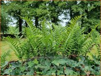 Polypodium vulgare