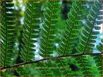 Polystichum setiferum