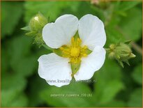 Potentilla rupestris