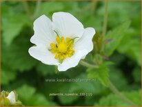 Potentilla rupestris