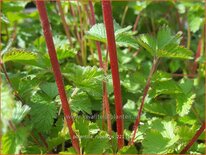 Potentilla rupestris