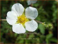 Potentilla rupestris