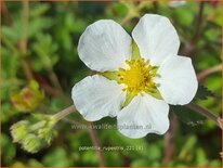 Potentilla rupestris