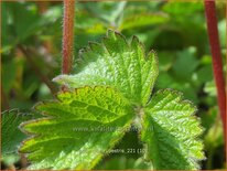 Potentilla rupestris