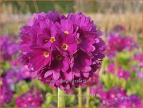 Primula denticulata &#39;Rubin&#39;