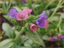 Pulmonaria &#39;Samurai&#39;