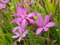 Rhodohypoxis 'Hebron Farm Cerise'