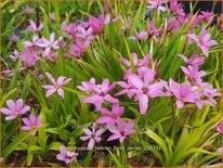 Rhodohypoxis 'Hebron Farm Cerise'