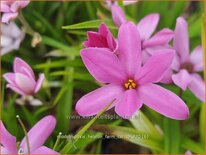 Rhodohypoxis 'Hebron Farm Cerise'