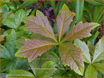 Rodgersia podophylla &#39;Braunlaub&#39;