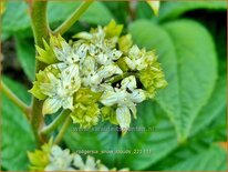 Rodgersia 'Snow Clouds'