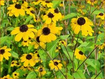 Rudbeckia triloba