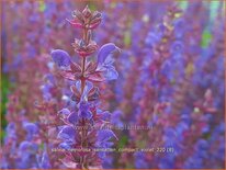 Salvia nemorosa 'Sensation Compact Violet'