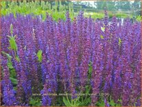 Salvia nemorosa 'Sensation Compact Violet'