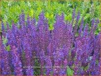 Salvia nemorosa 'Sensation Compact Violet'