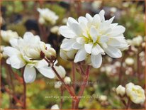 Saxifraga granulata &#39;Plena&#39;