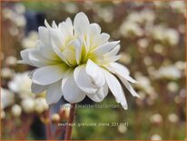 Saxifraga granulata &#39;Plena&#39;