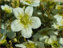 Saxifraga 'Limerock'