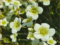 Saxifraga 'Limerock'