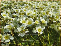 Saxifraga 'Limerock'