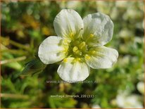 Saxifraga 'Limerock'